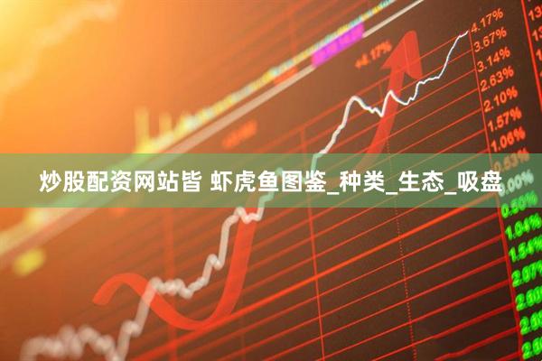 炒股配资网站皆 虾虎鱼图鉴_种类_生态_吸盘